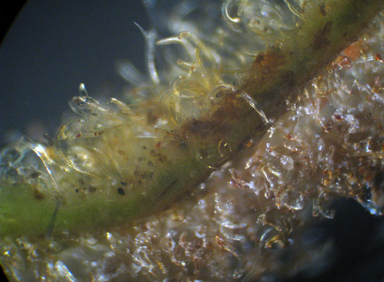 Patologia vegetale, fungo, myxo...?